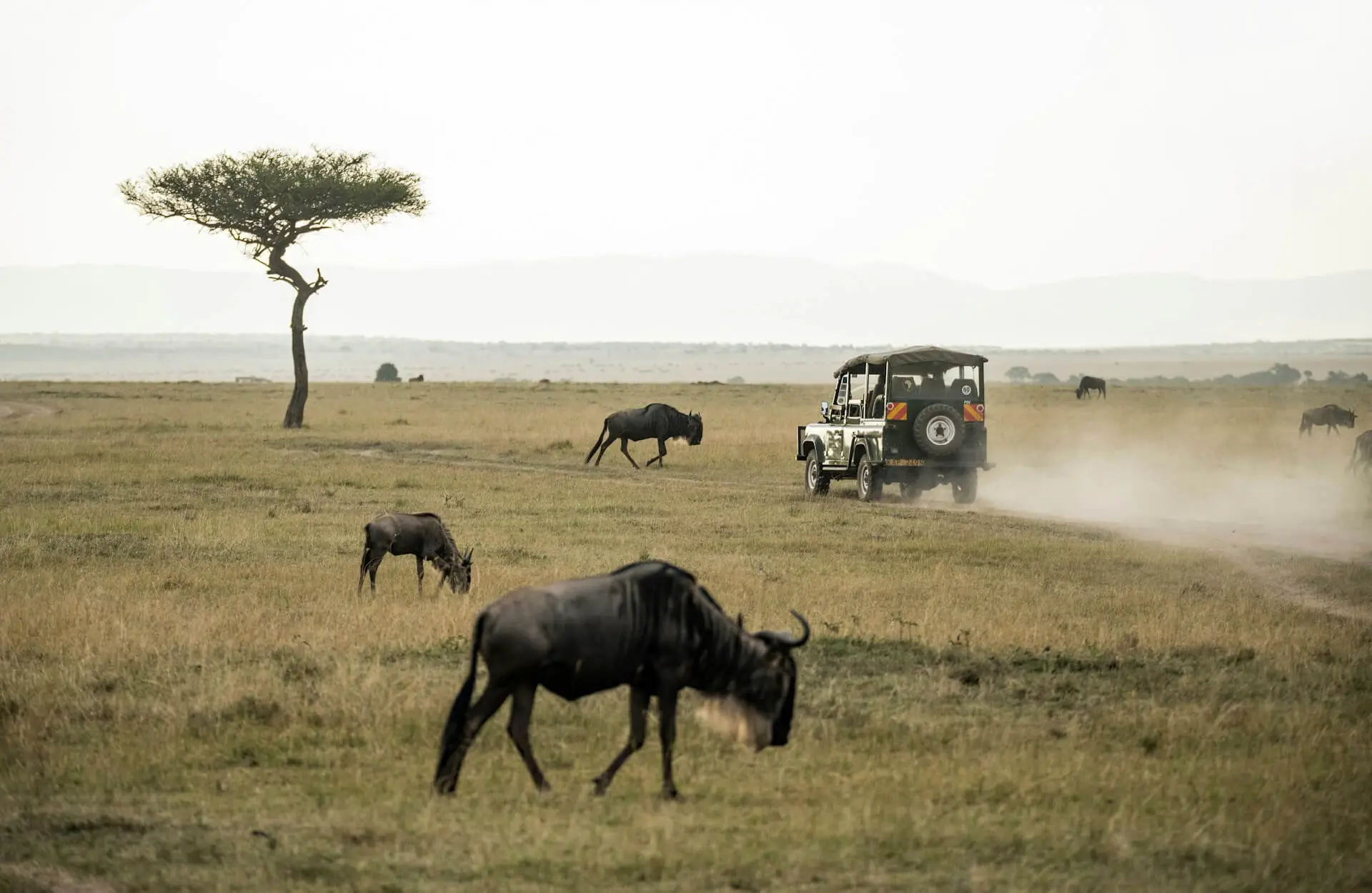 Safari