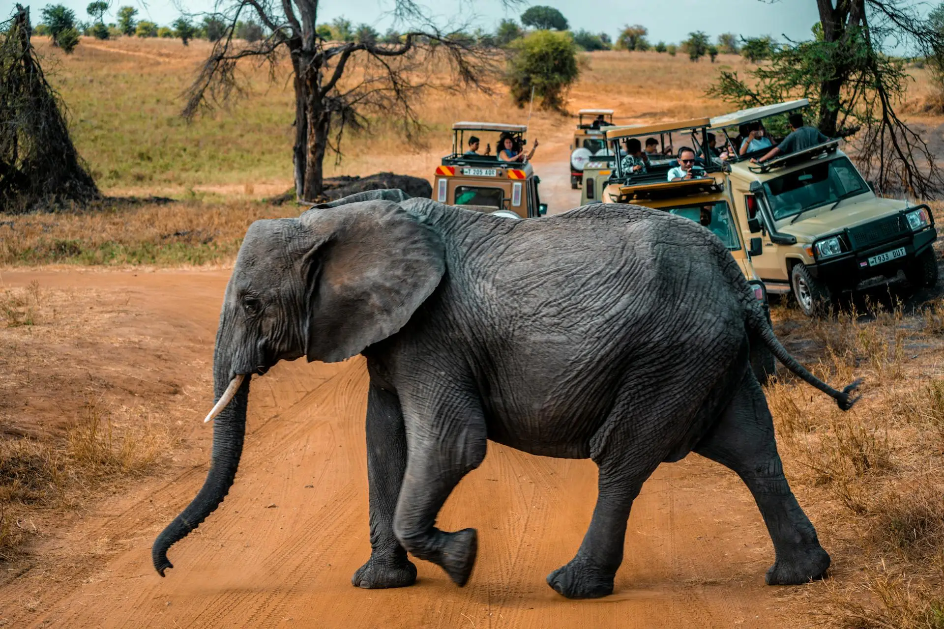 Wildlife on safari in Kenya