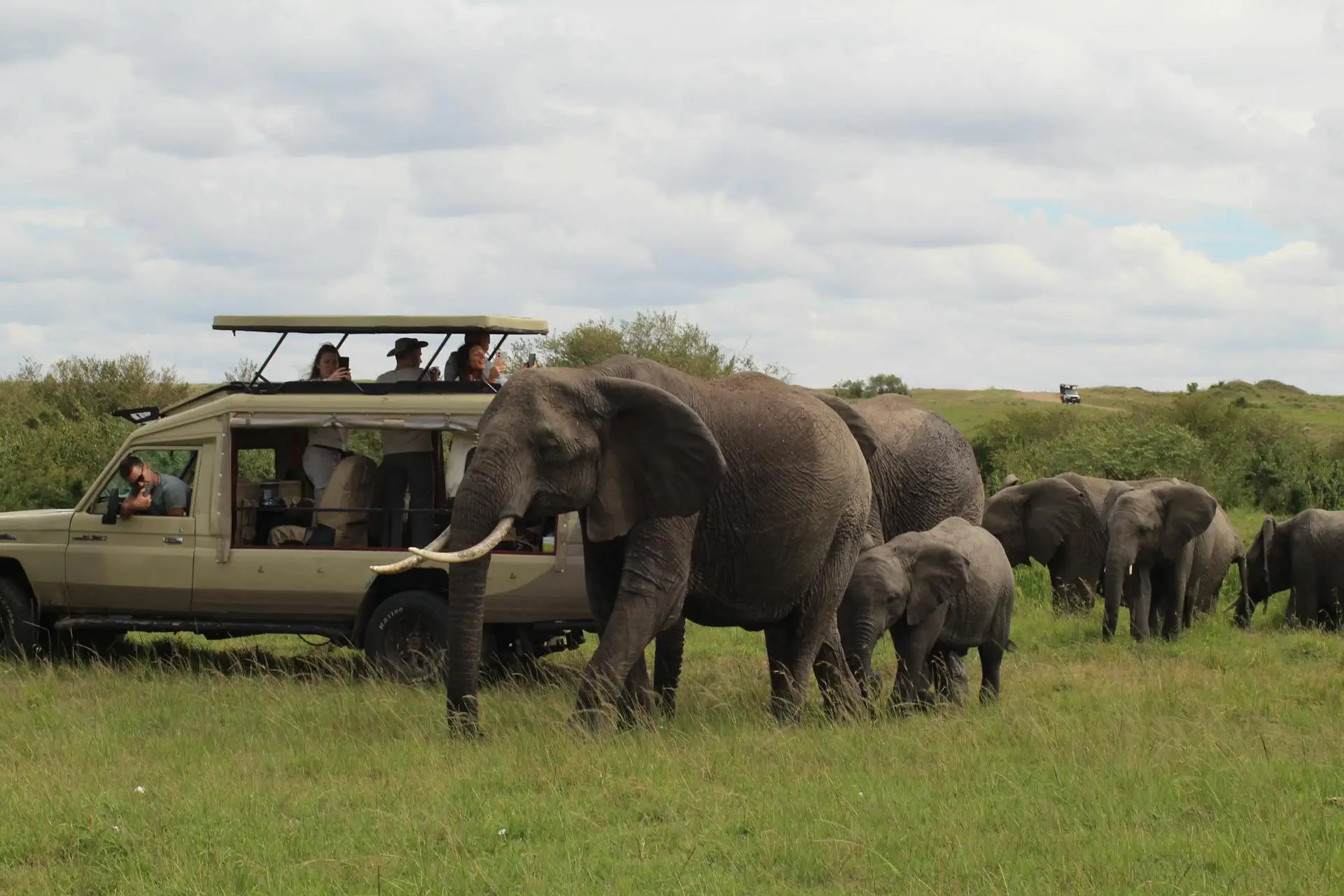 Wildlife roaming the Kenyan savannah